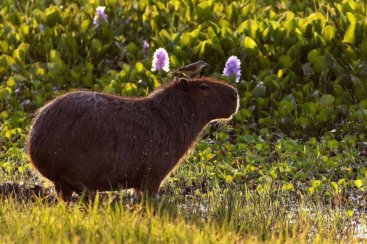 La poblaci&oacute;n de los carpinchos en el barrio privado de Nordelta creci&oacute; considerablemente.