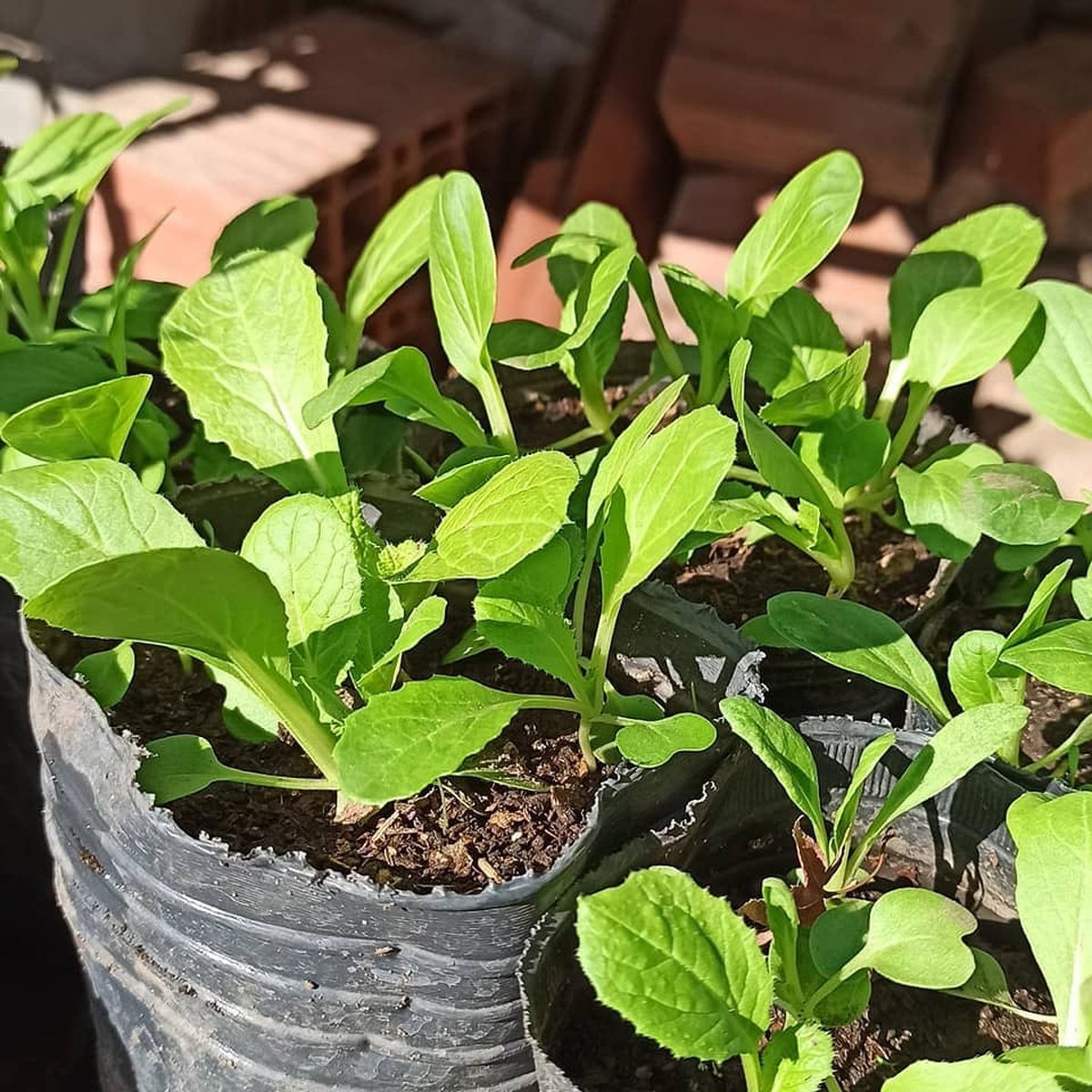 Se realizar&aacute; una jornada de plantaci&oacute;n de &aacute;rboles llevada adelante por la asociaci&oacute;n OASIS, ubicada en Pablo Podest&aacute;, en Tres de Febrero.