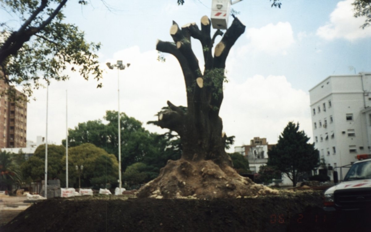 La historia en Mor&oacute;n ya no ser&iacute;a igual: en 2006 un error de c&aacute;lculo termin&oacute; generando la poda del hist&oacute;rico Omb&uacute;