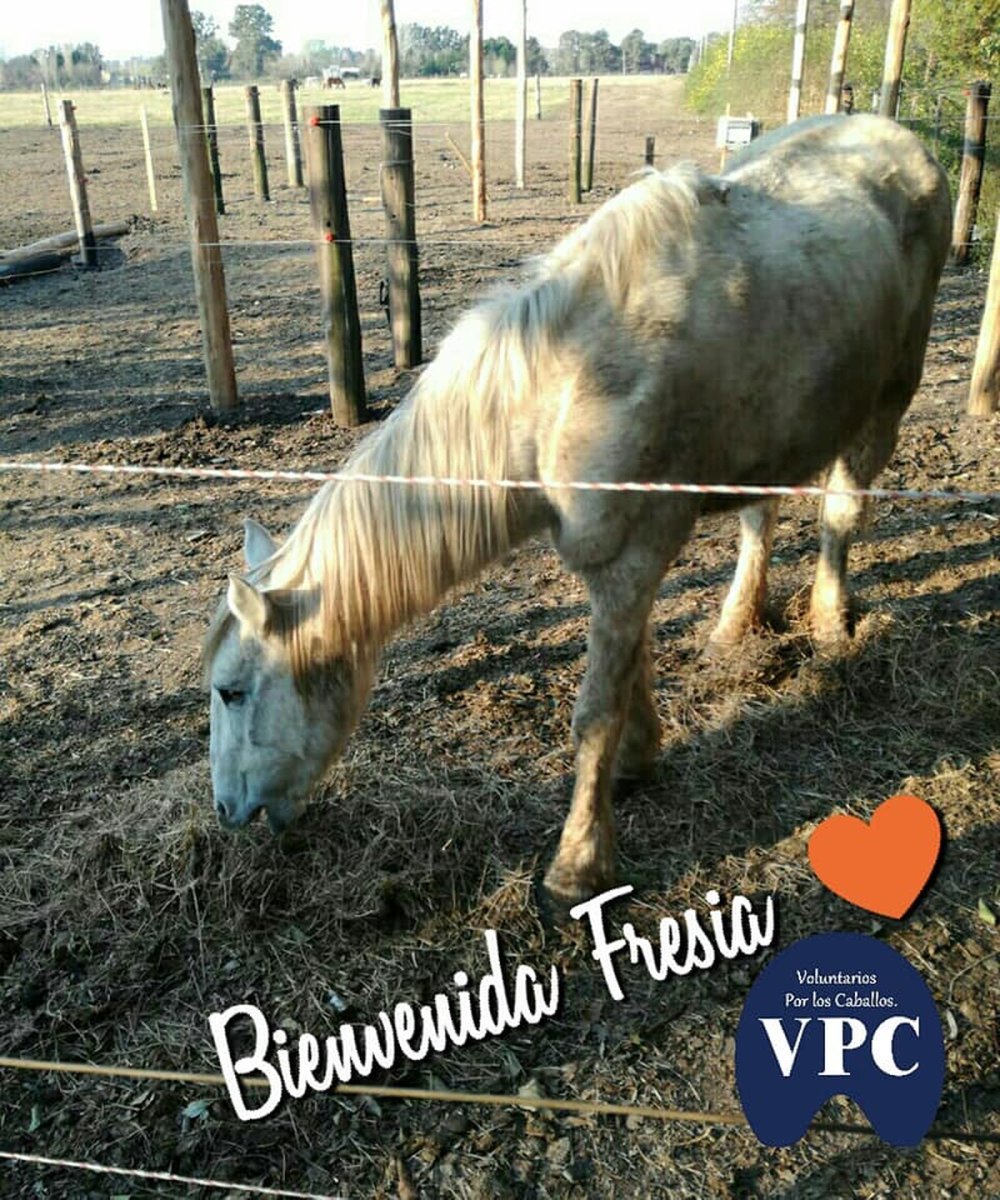 Desde la ONG Voluntarios Por los Caballos (VPC), un espacio conformado por ciudadanos de Moreno, buscan erradicar la tracci&oacute;n a sangre.