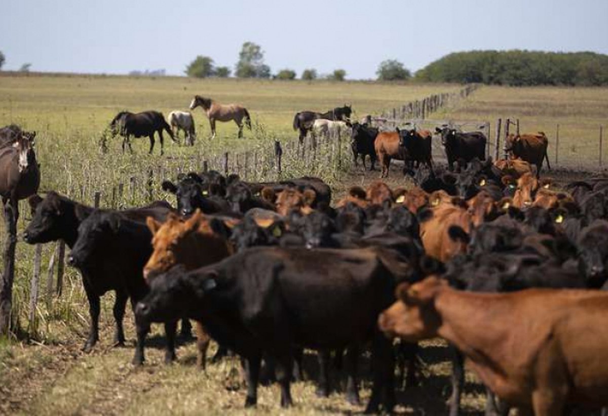 Dos j&oacute;venes fueron detenidos acusados de robar al menos 30 vacas y seis caballos de una vivienda de Virrey del Pino.