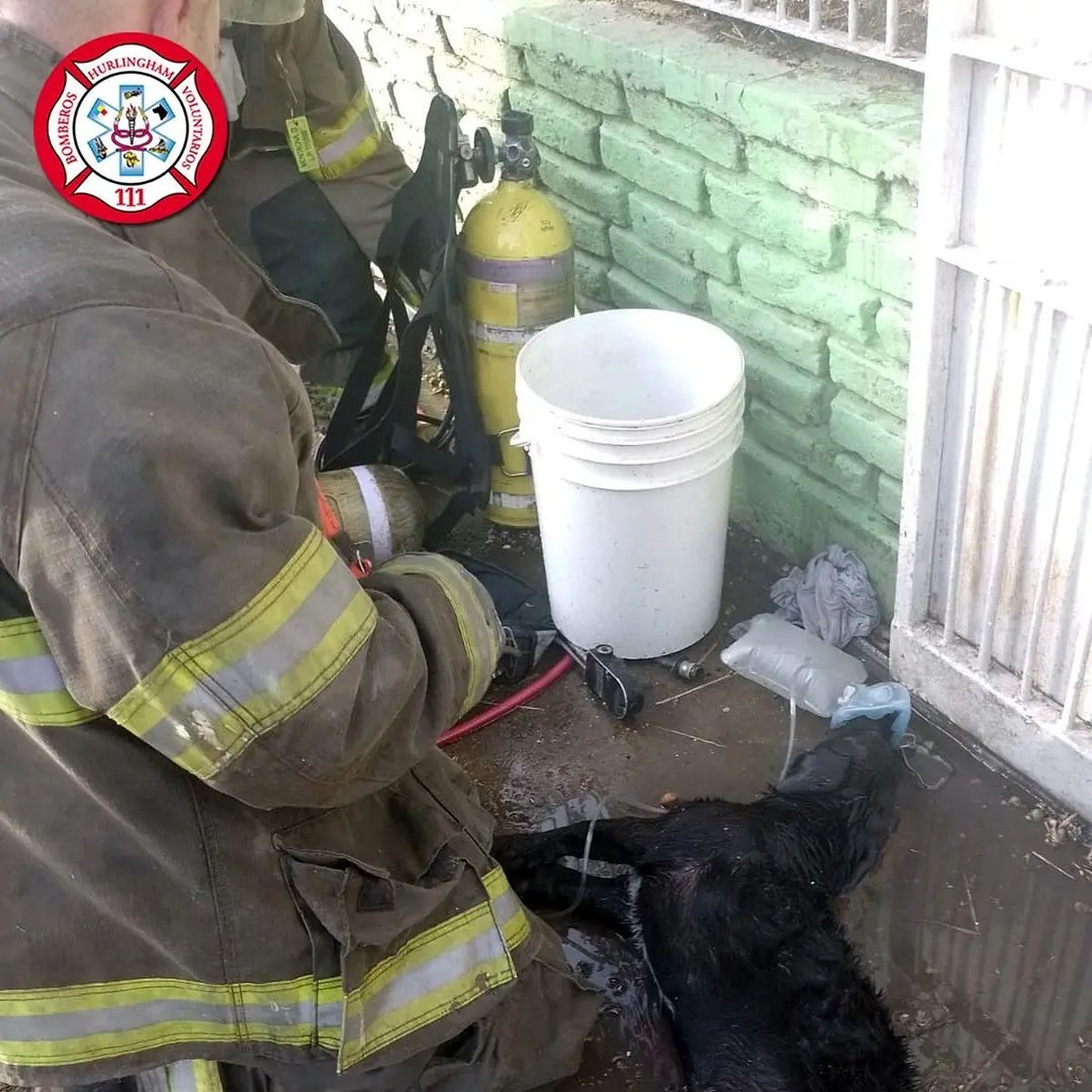Bomberos de Hurlingham le salvaron la vida a un perro.