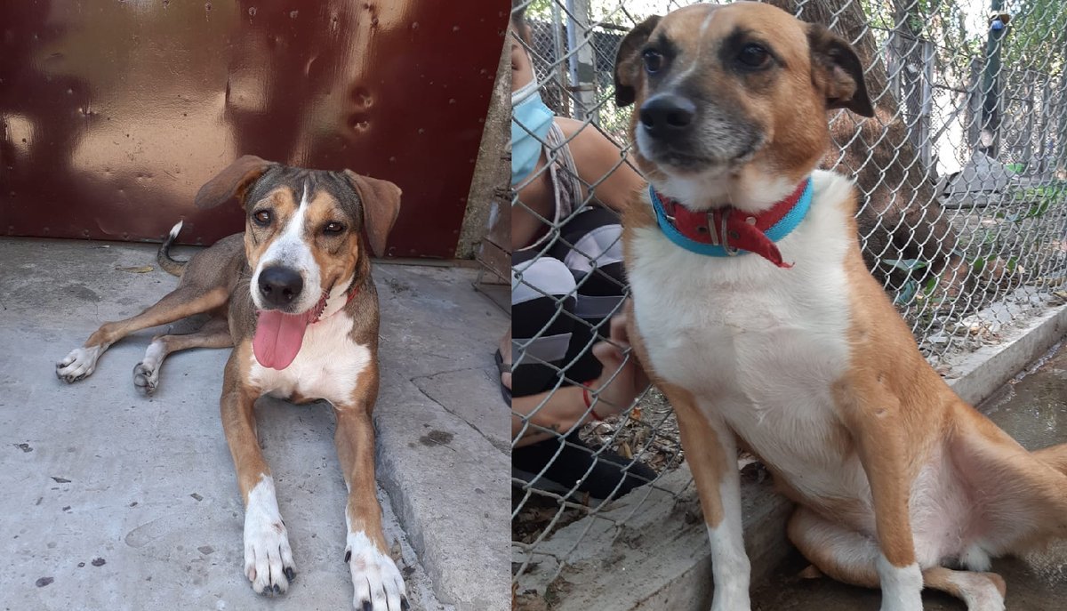 En el refugio de El Palomar atienden y tienen en adopci&oacute;n m&aacute;s de 130 perros