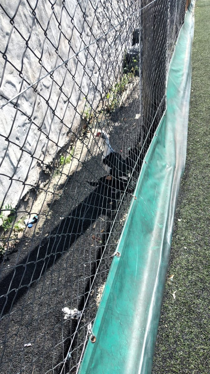 El pato apareci&oacute; en las canchas de San Justo