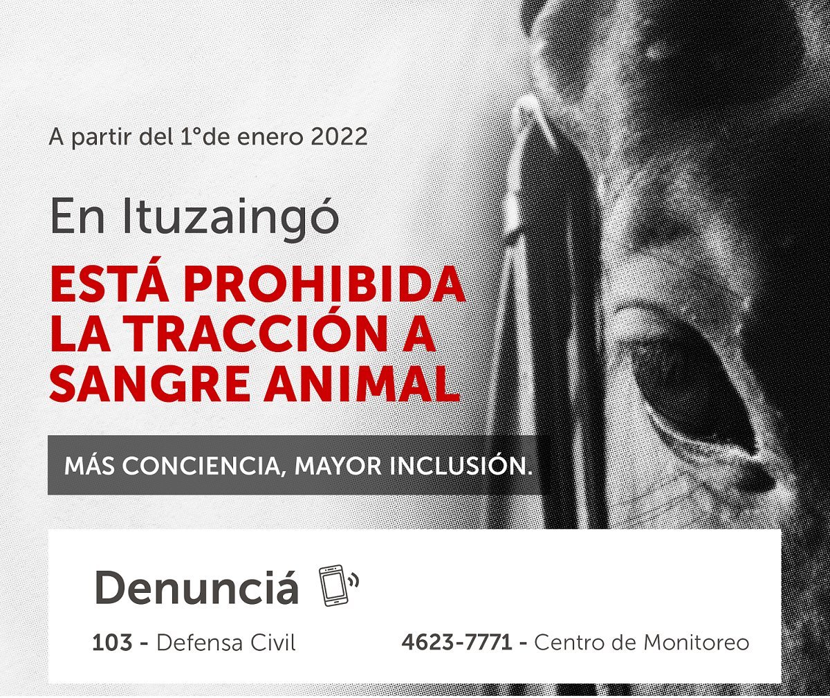 Prohibici&oacute;n de la tracci&oacute;n a sangre animal en Ituzaing&oacute;.