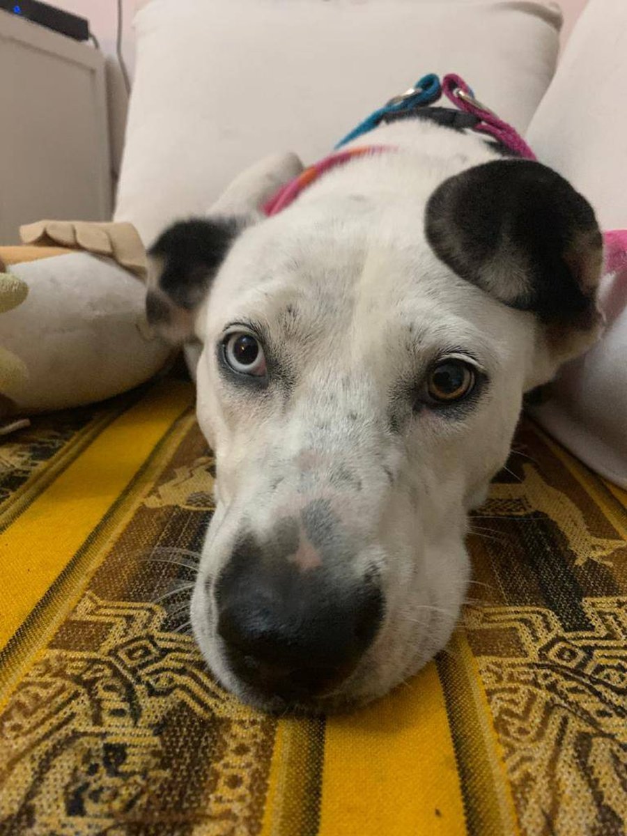 Asombrosa recuperaci&oacute;n del perrito que hab&iacute;a sido maltratado y su historia se viraliz&oacute; en redes. Foto: Noticias Merlo