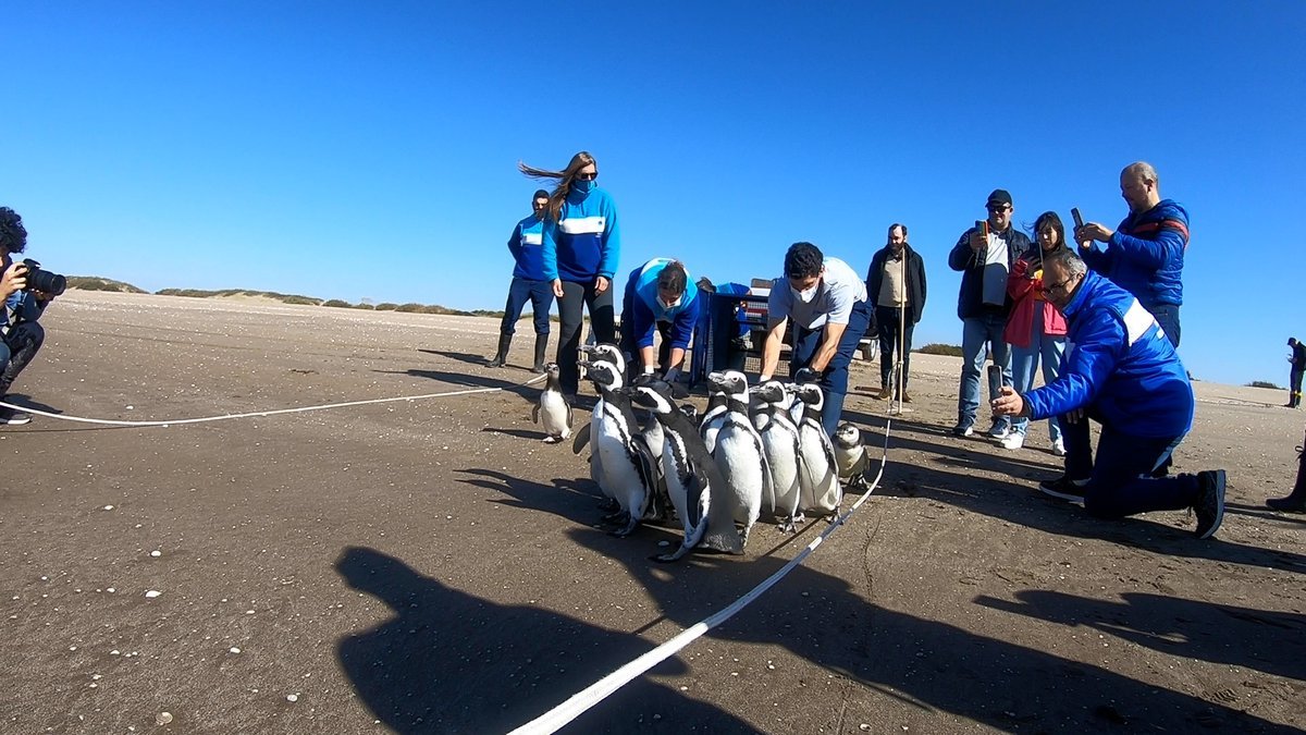 Ping&uuml;inos rescatados y liberados en la Costa bonaerense.