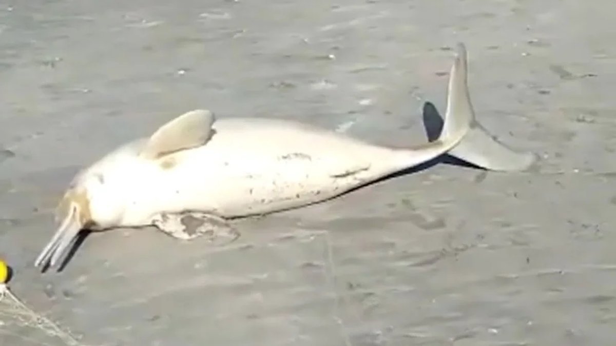 El acusado asegur&oacute; que el delf&iacute;n ya se encontraba muerto cuando lo vio sobre la arena de la Costa bonaerense.