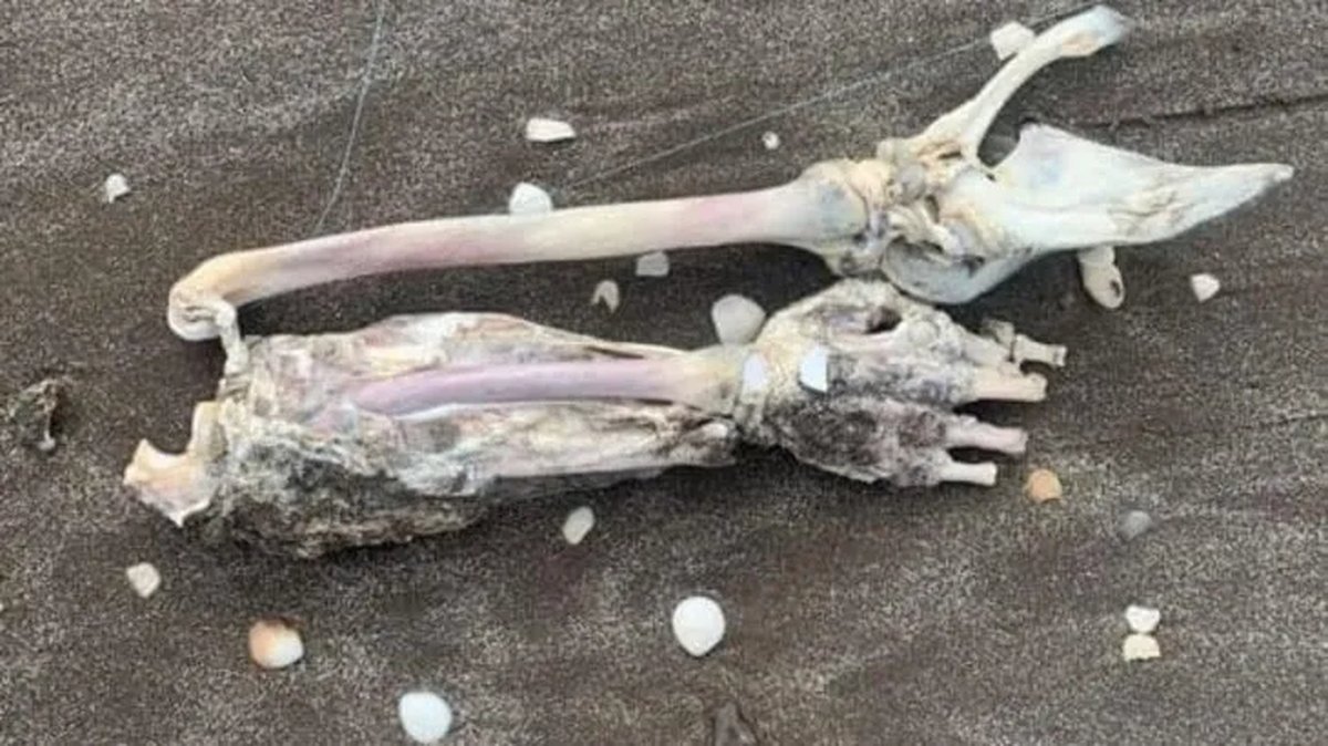 Restos humanos que encontr&oacute; un turista en la Costa bonaerense.