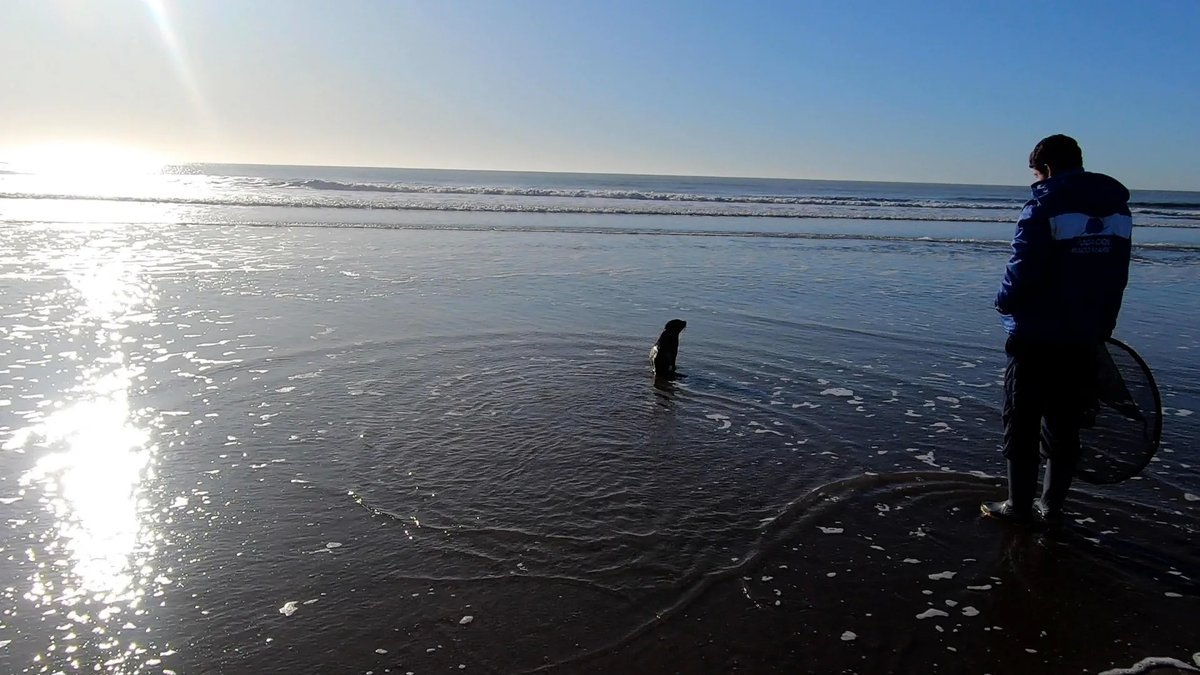Lobo marino rescatado volvi&oacute; al mar en la Costa de San Clemente del Tuy&uacute;.