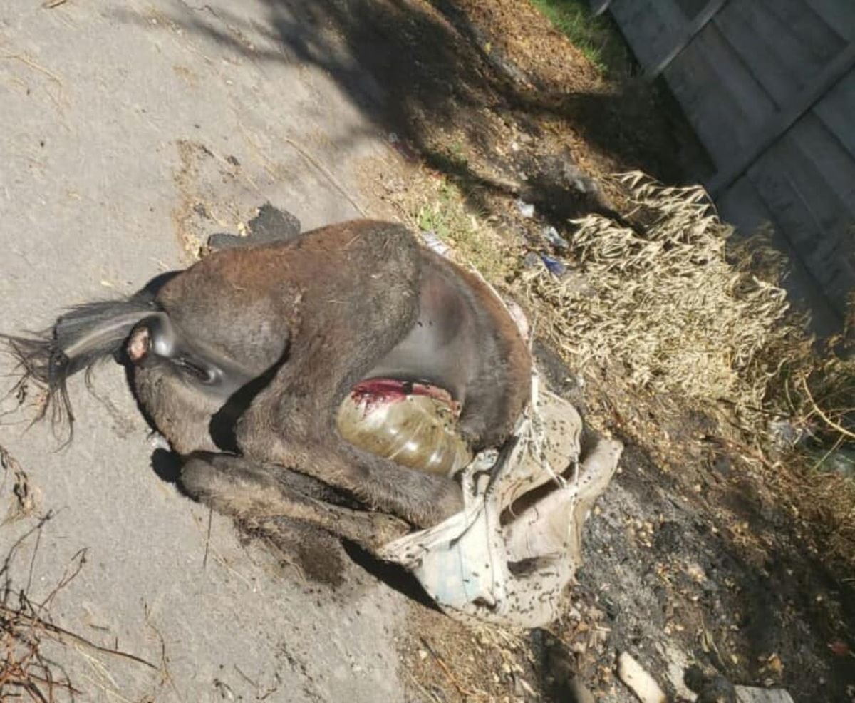 Equino encontrado en las calles Dastugue y Sol&iacute;s, Paso del Rey (Partido de Moreno).