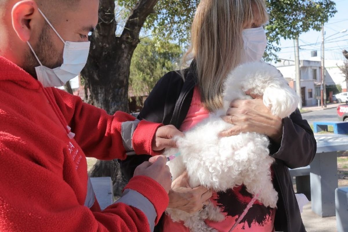  Jornadas de vacunaci&oacute;n gratuita contra la rabia en Mor&oacute;n.