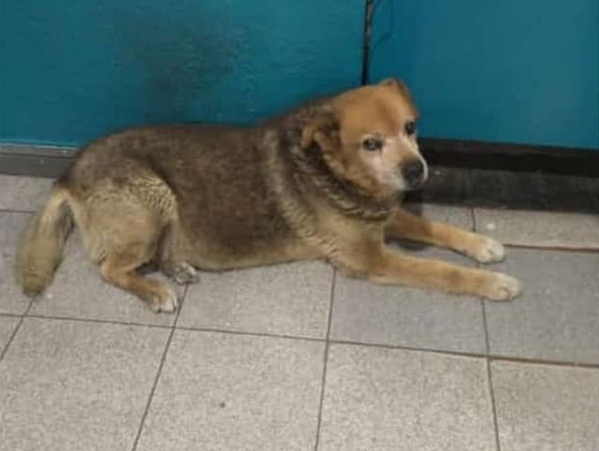 Osito, la mascota de la Comisar&iacute;a Primera de Merlo.