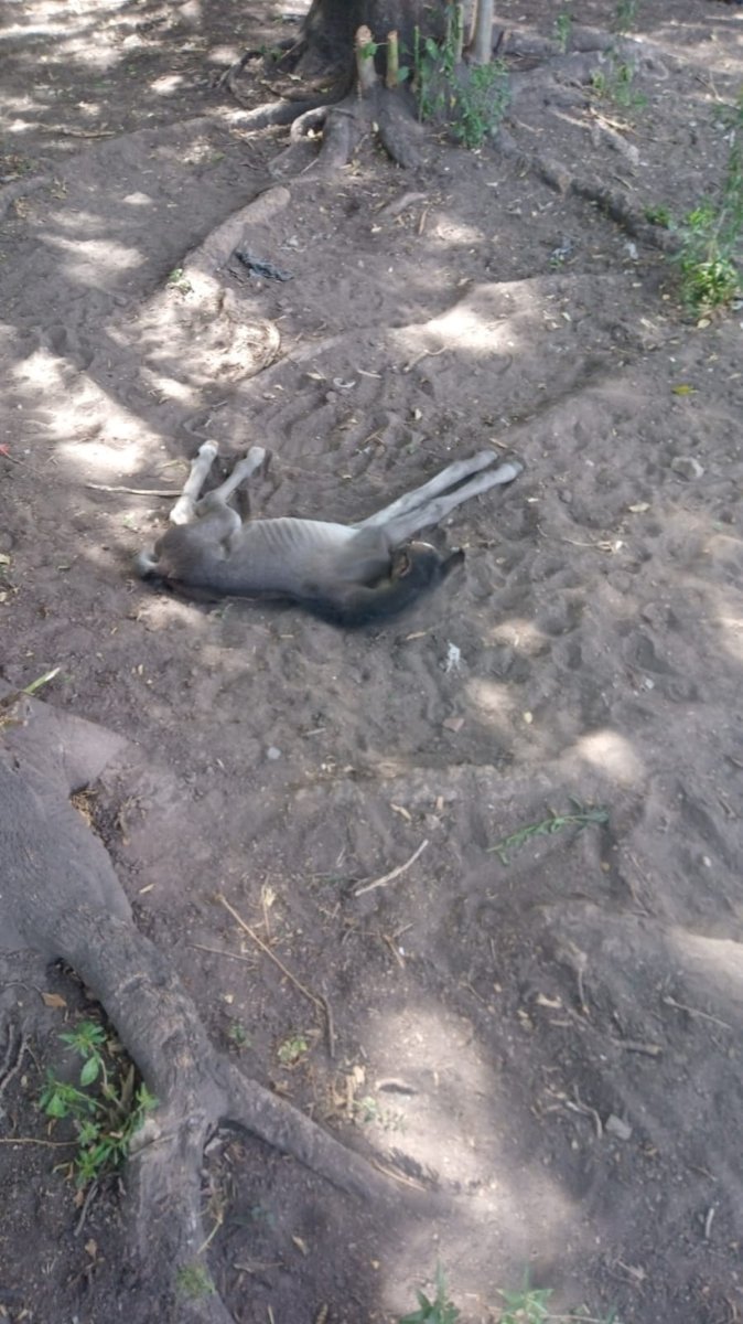 Una de las mulas encontradas en Villa Madero.