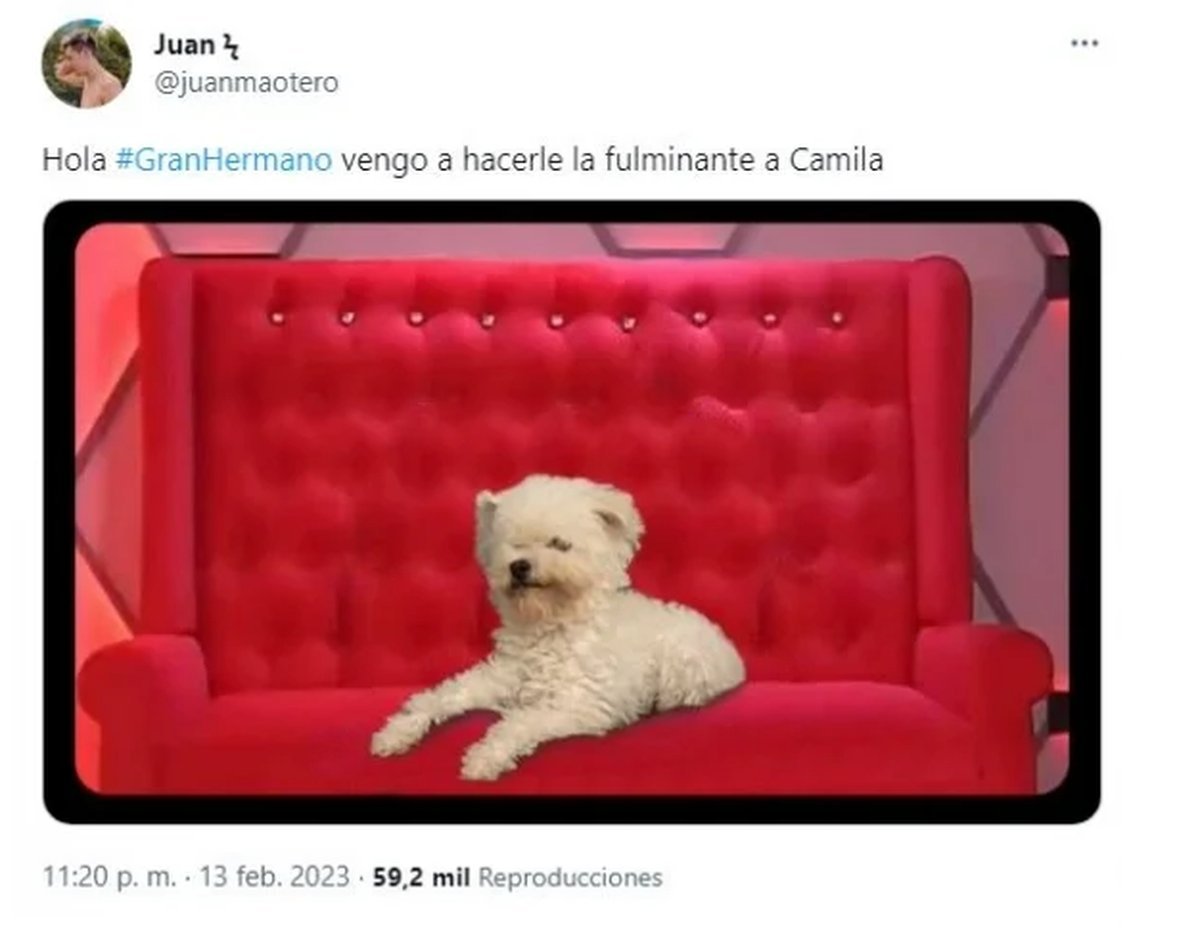 Gran Hermano: los memes por el ingreso de los perritos.