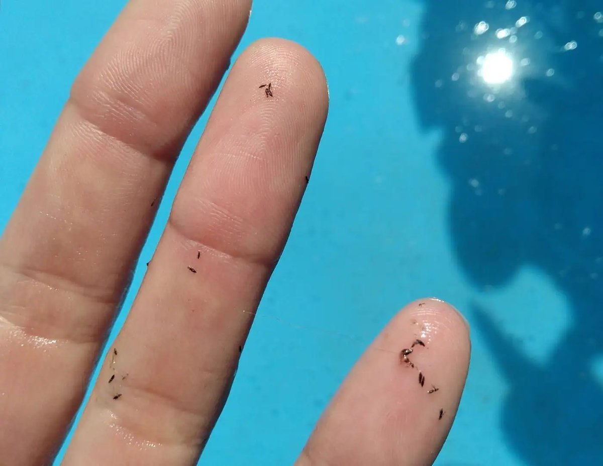 Buenos Aires: c&oacute;mo combatir los bichitos negros.