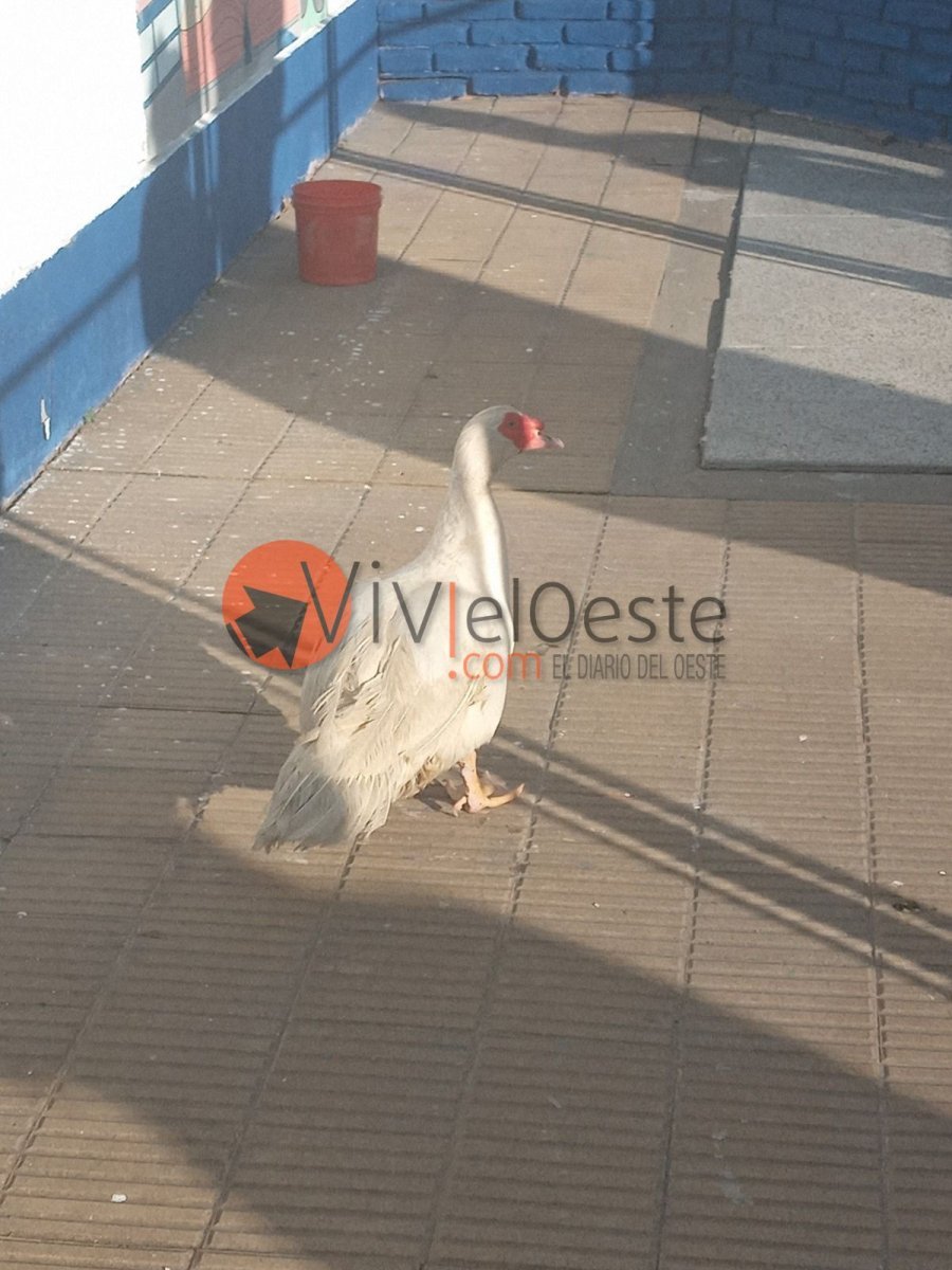 Un ganso en una escuela de Villa Luzuriaga.