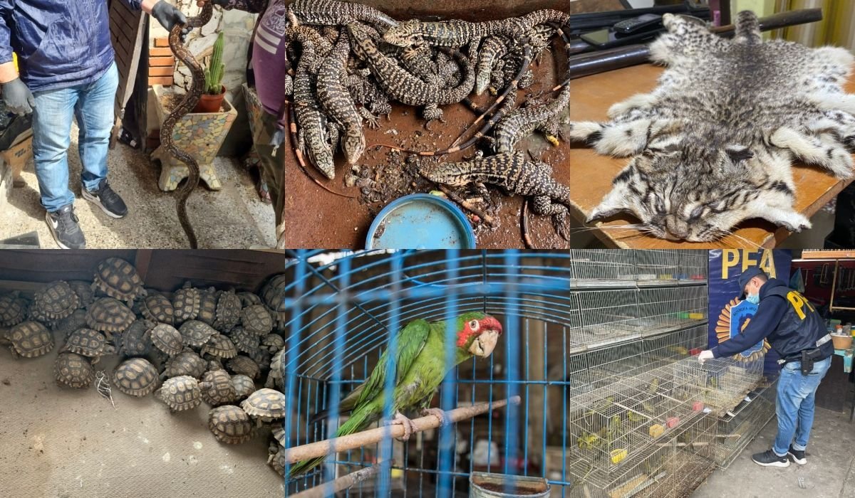 Animales silvestres rescatados en el Oeste.