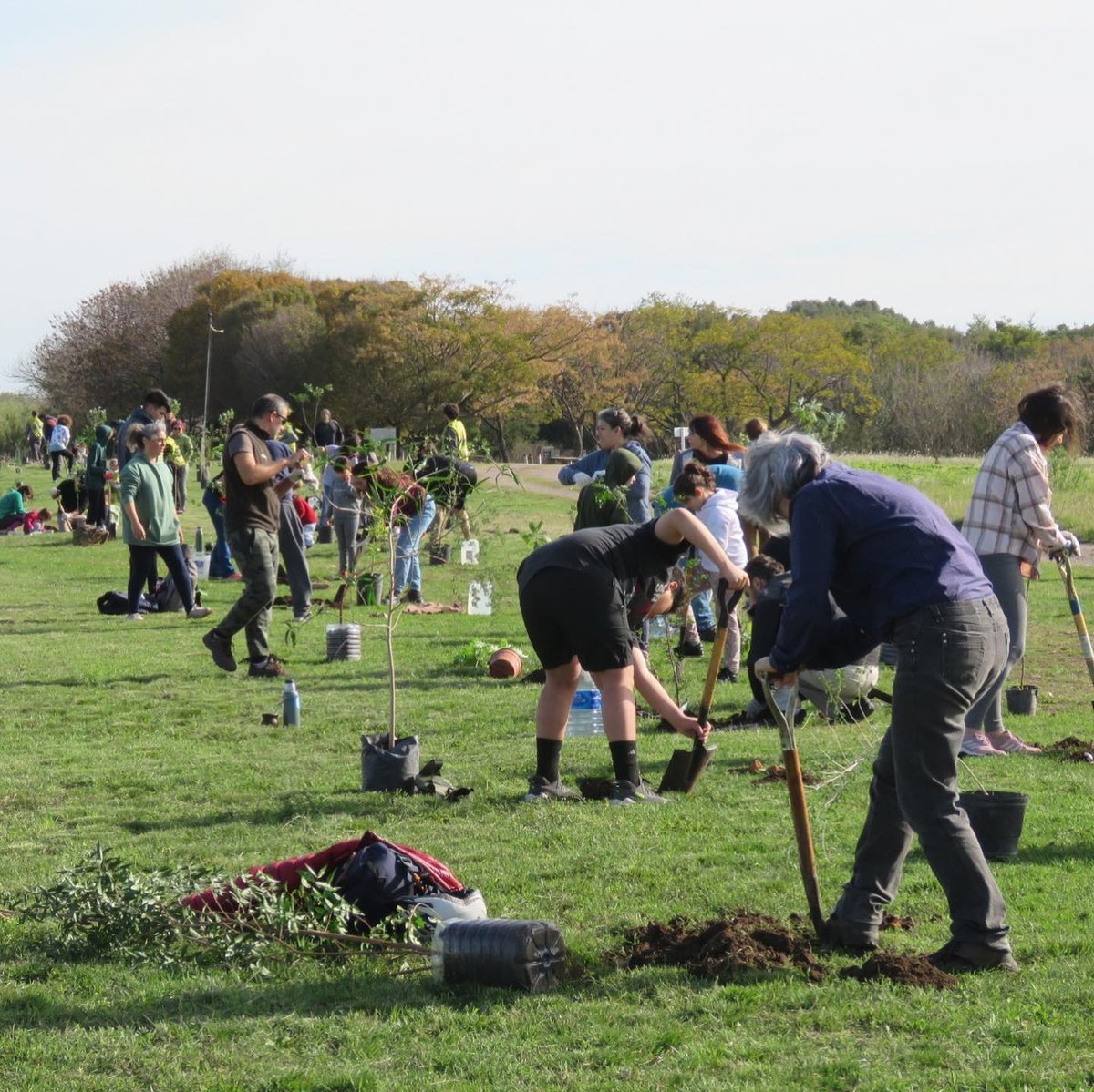 Plantaron 165 &aacute;rboles y arbustos en El Palomar.