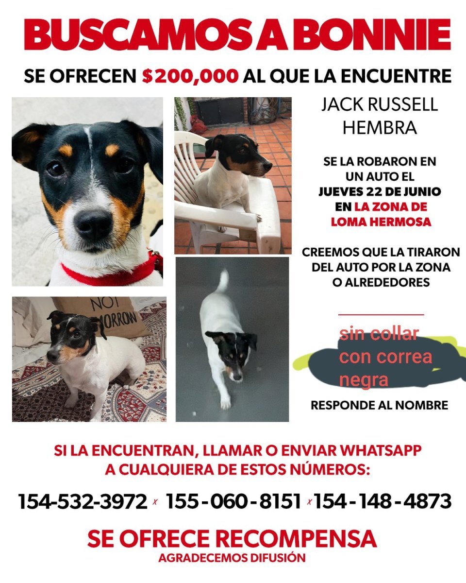 Bonnie, la perra perdida en Loma Hermosa.