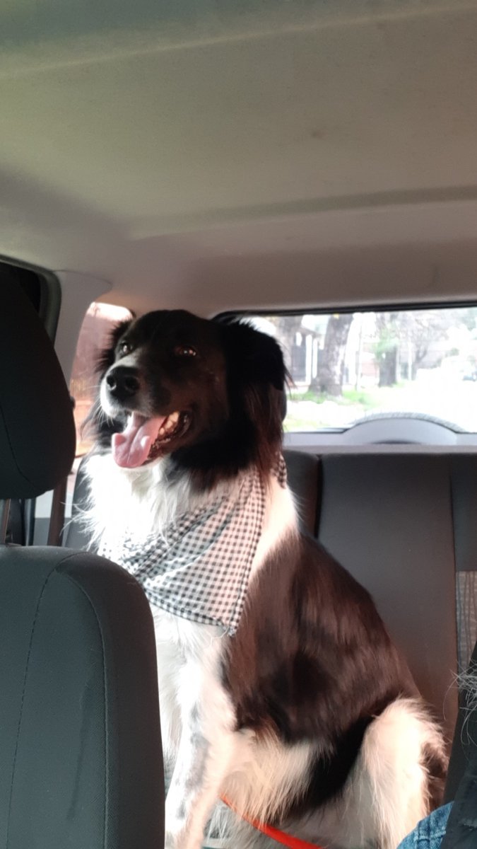 Jack, el perro h&eacute;roe de Ituzaing&oacute;.