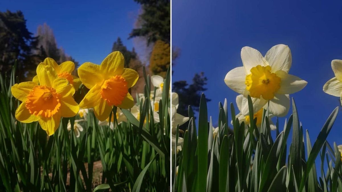 Floraci&oacute;n de tulipanes en Bariloche