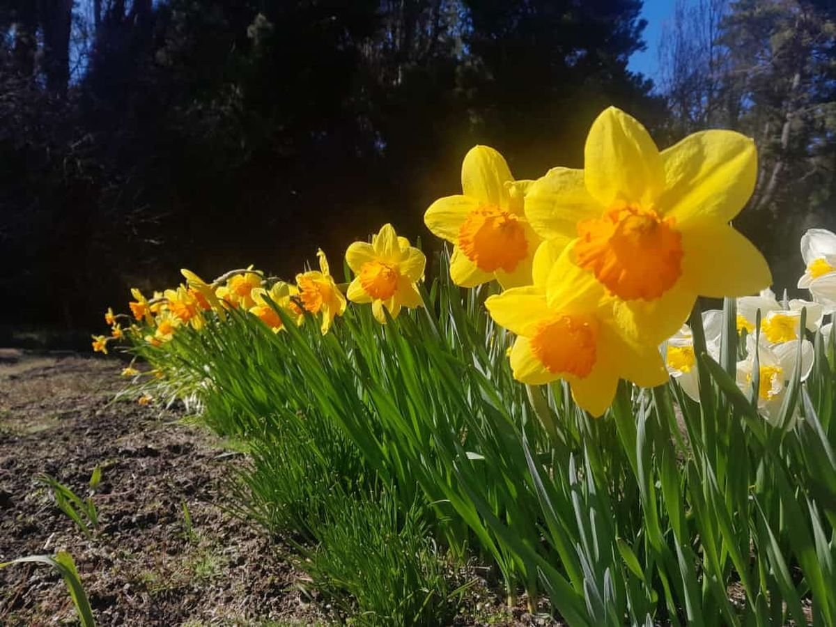 Tulipanes amarrillos 