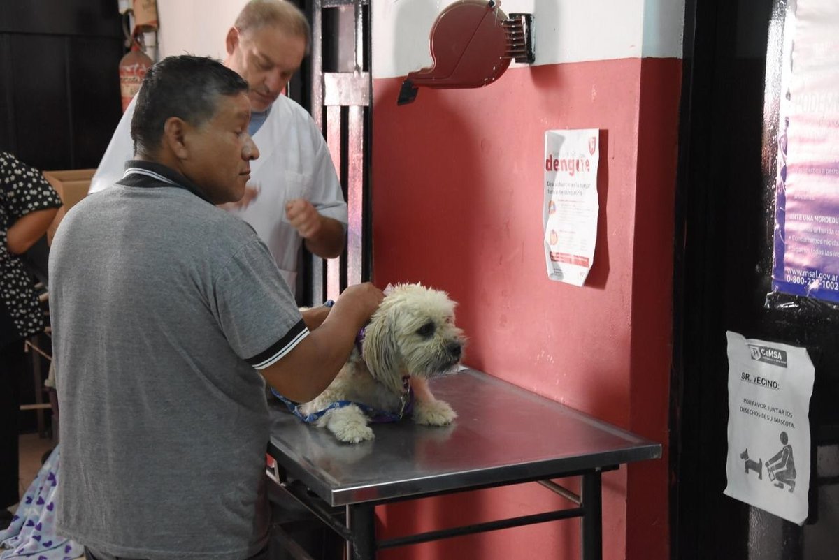 Un perro atendi&eacute;ndose en el CEMSA de Mor&oacute;n.