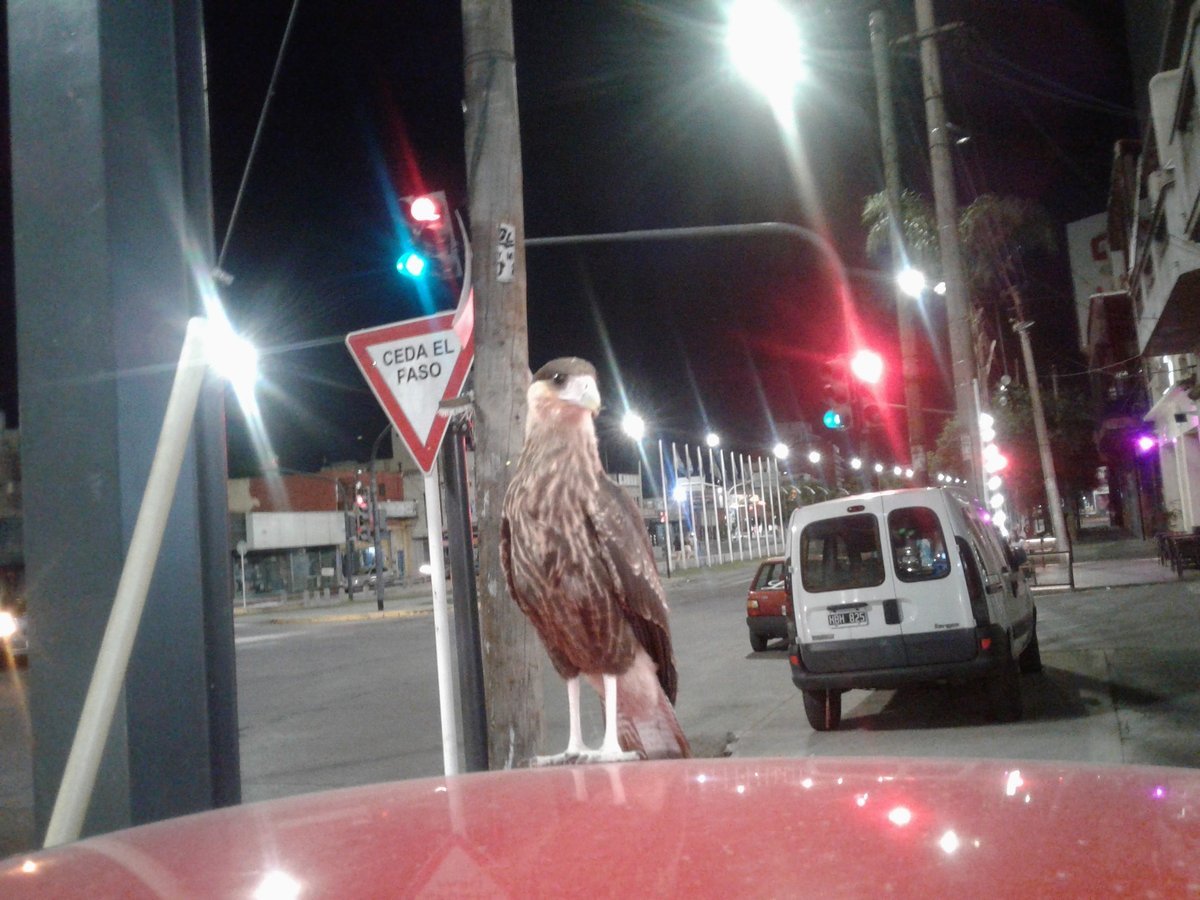 Un aguilucho en el Parque Lineal de Haedo, uno de los puntos m&aacute;s recorridos del Oeste.