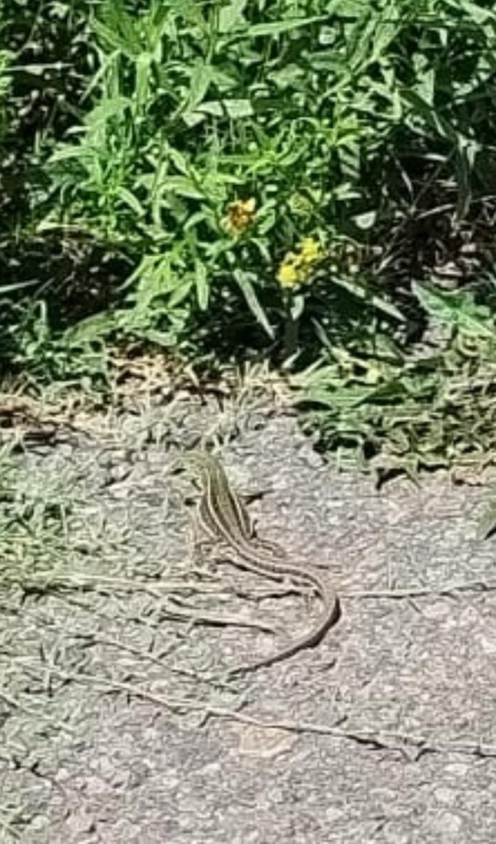 Un lagarto verde en la Reserva Natural de Laferrere.