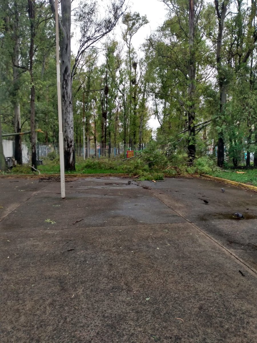 Uno de los &aacute;rboles ca&iacute;dos en el Bosque de los Eucaliptos de Tres de Febrero.