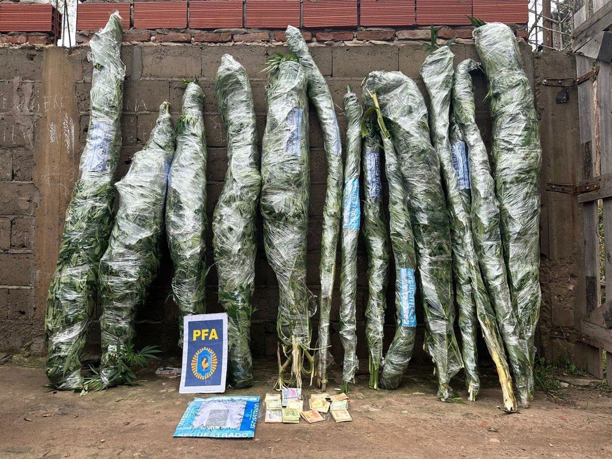 Parte de las plantas con las que despu&eacute;s se vend&iacute;a droga en Moreno y La Reja.