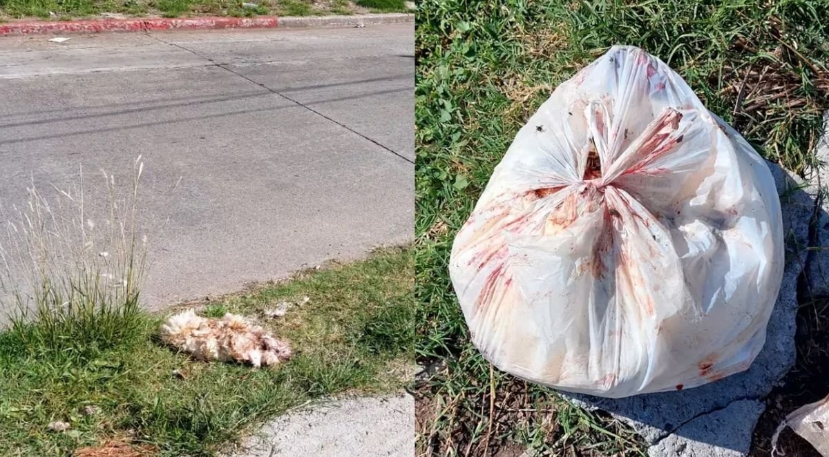 Los restos de los animales encontrados en el bald&iacute;o de Castelar.