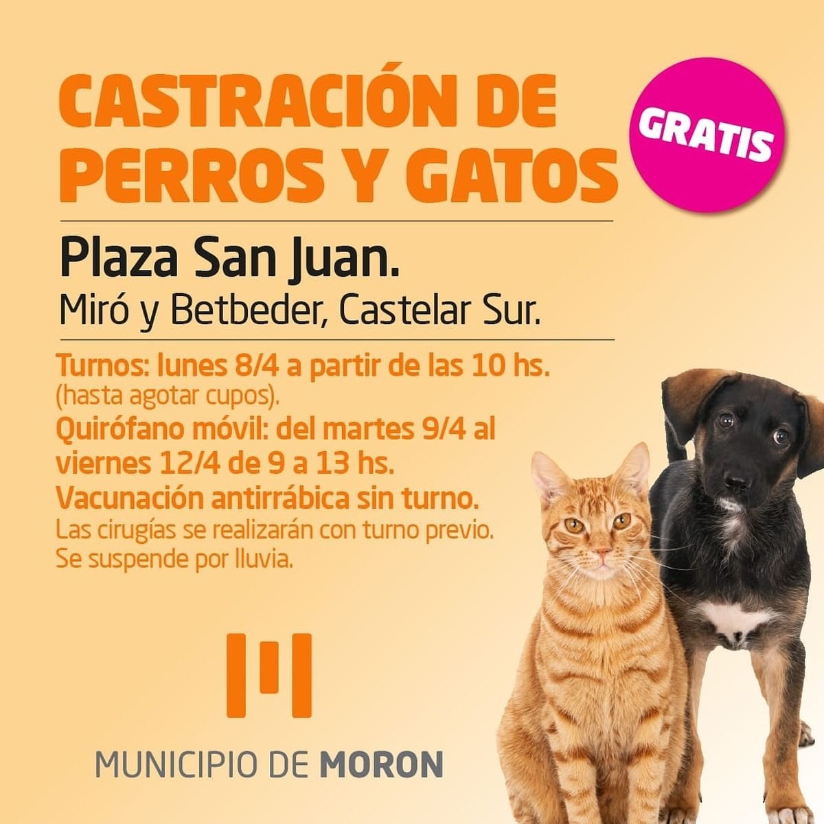 Castraciones gratuitas en Mor&oacute;n.