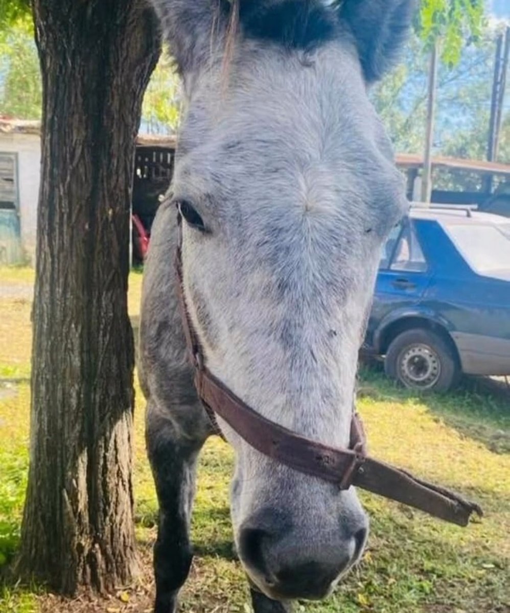 La yegua rescatada en Merlo.