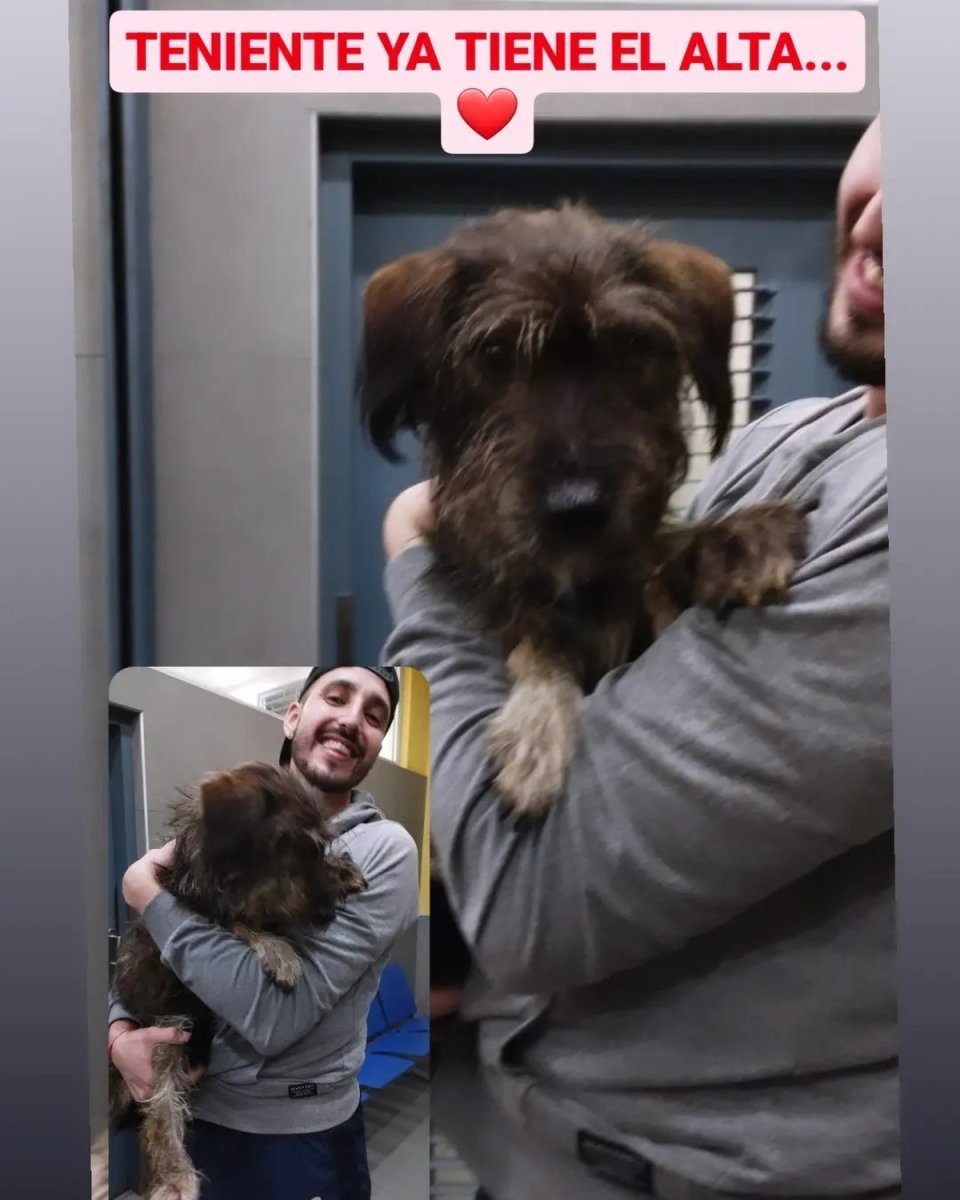 El perro abandonado en una estaci&oacute;n del Tren Urquiza tras recibir el alta.