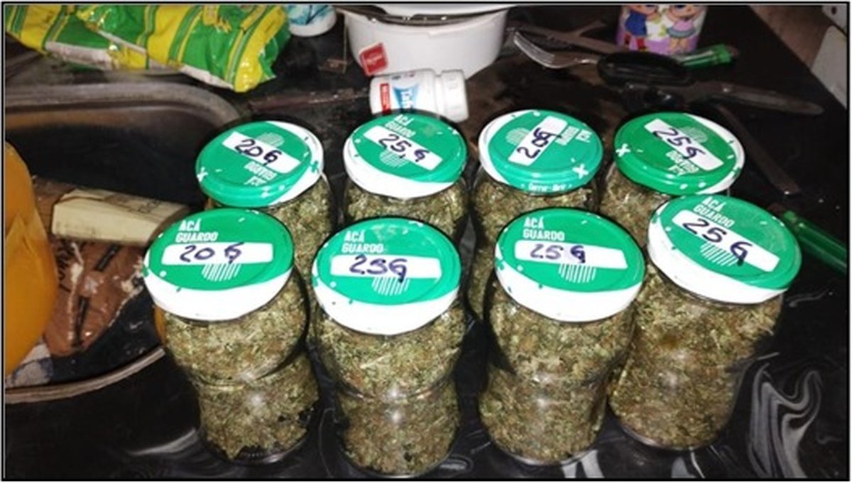 La marihuana encontrada en Cuartel V.