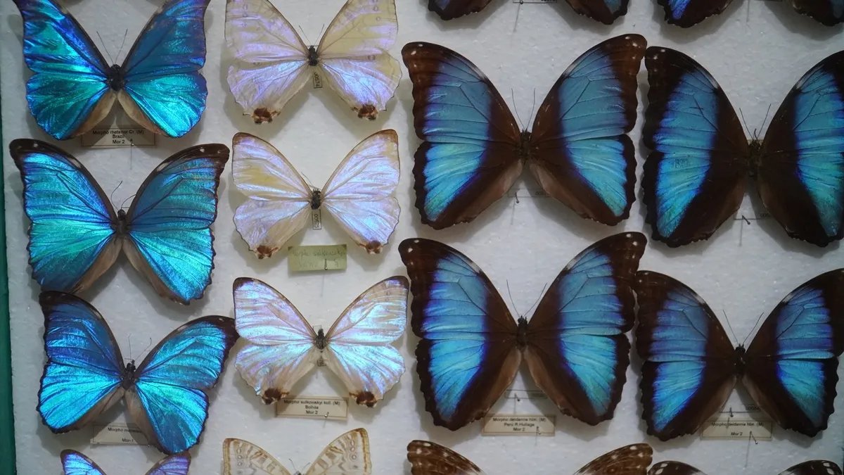 Uno de los paneles de la muestra en San Antonio de Padua.