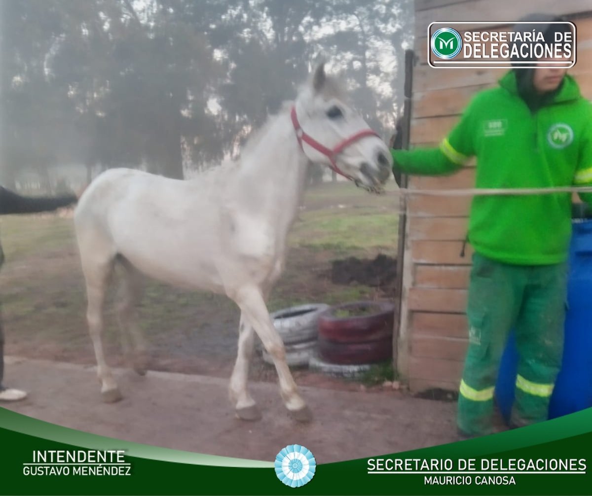 El caballo siendo rescatado en Libertad.