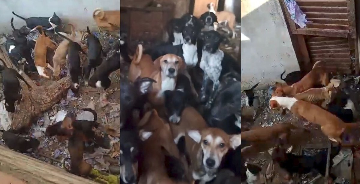 Im&aacute;genes del patio donde viv&iacute;an los perritos en Castelar.