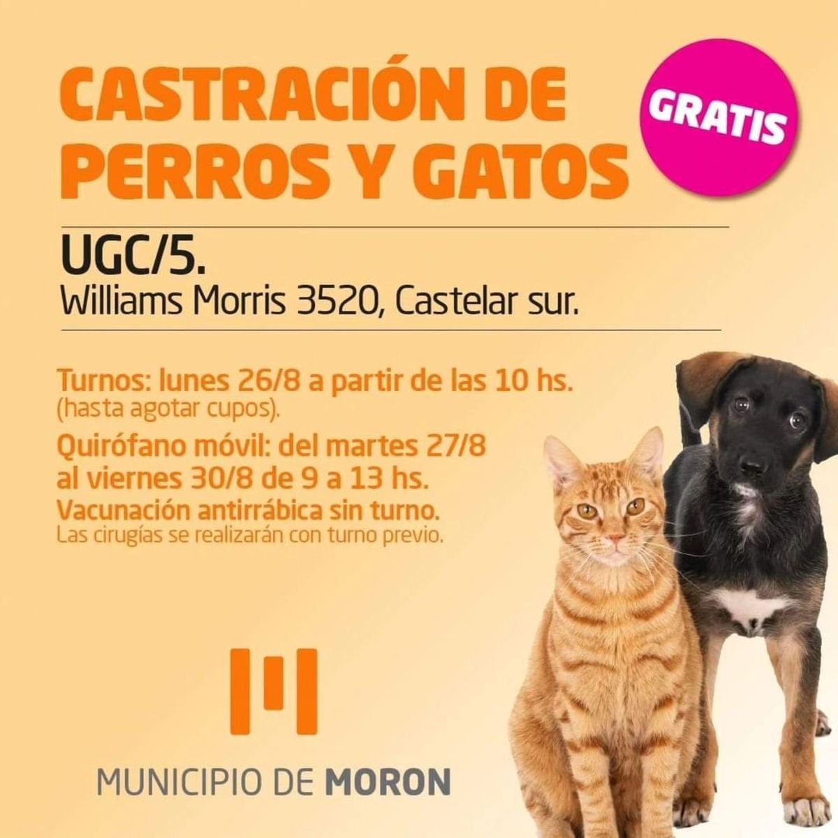 Castraciones y vacunaci&oacute;n gratuita en Mor&oacute;n: c&oacute;mo conseguir un turno.