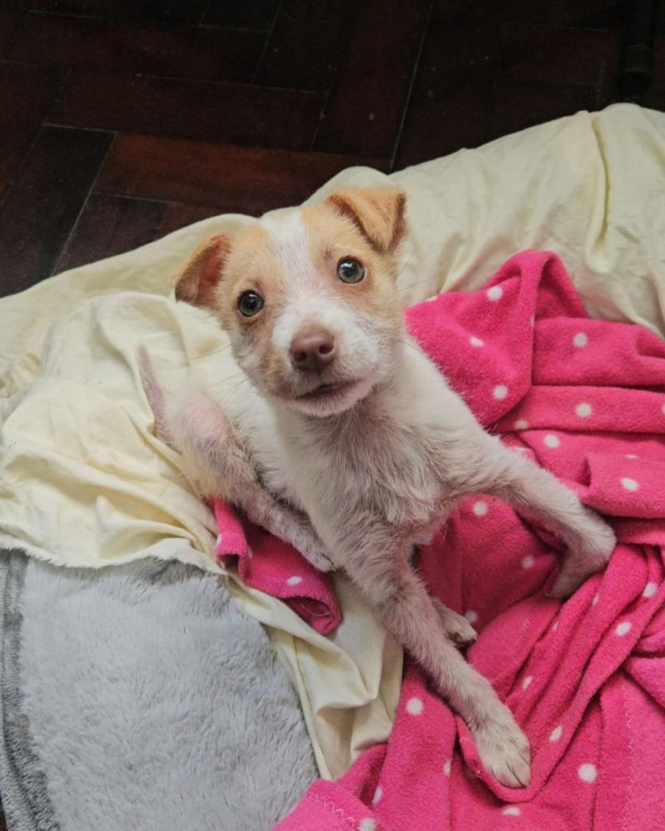 Mocca, perrita rescatada por la organizaci&oacute;n ben&eacute;fica de Merlo que busca un hogar.