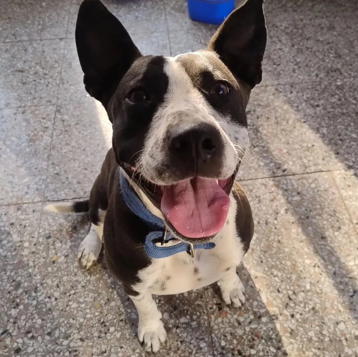 Luba, perrita rescatada por la organizaci&oacute;n ben&eacute;fica de Merlo que busca un hogar.