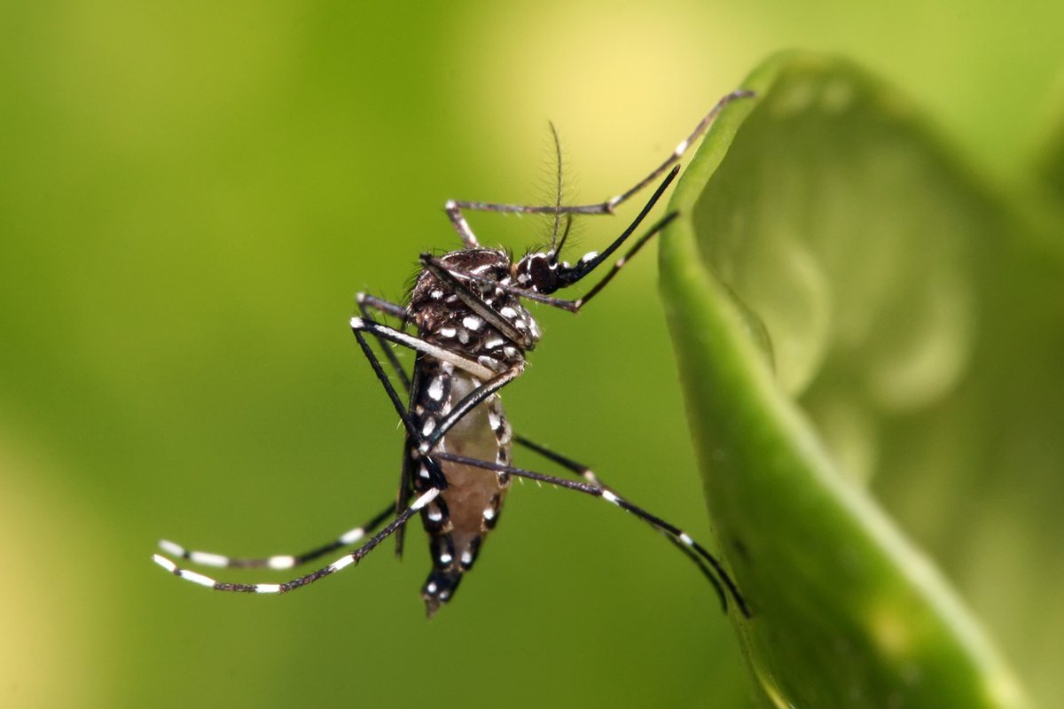 Detectaron un nuevo serotipo de Dengue en Argentina.