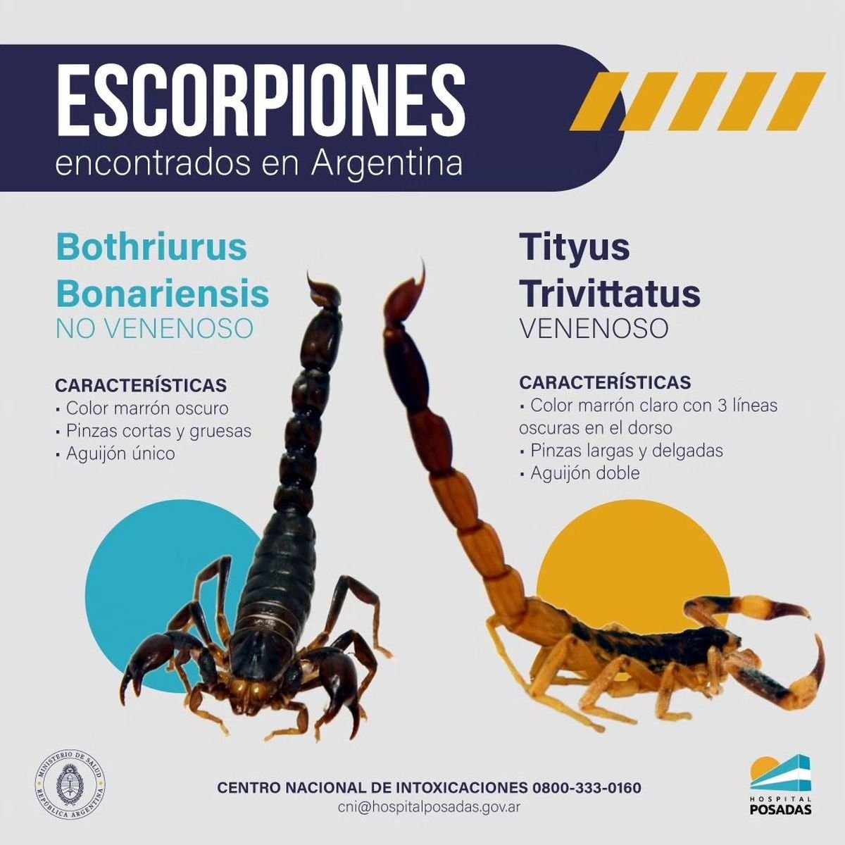 Los tips del Hospital Posadas frente a una picadura de escorpi&oacute;n.