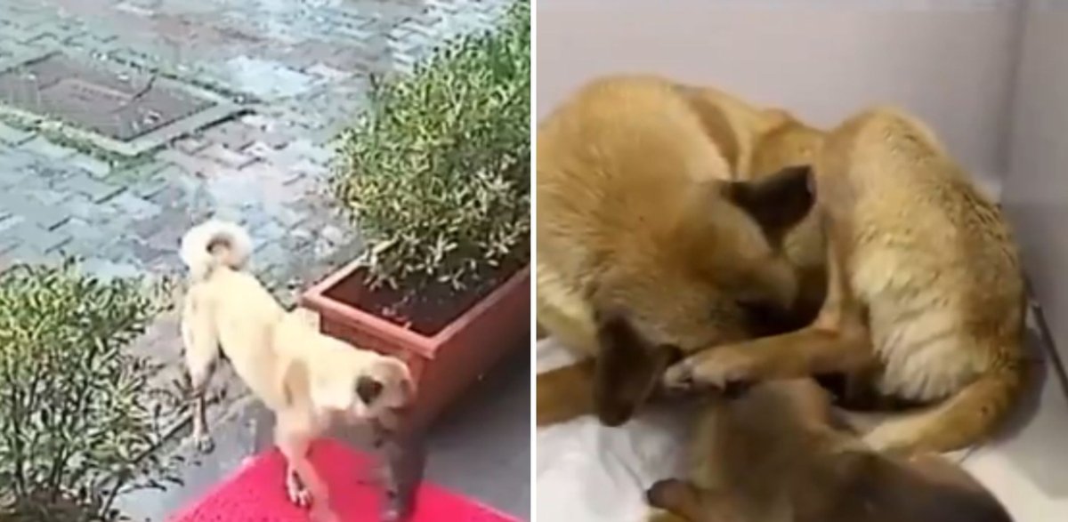 Imagen del video viral que circula en redes. Foto: Twitter / @DiloConPerritos.