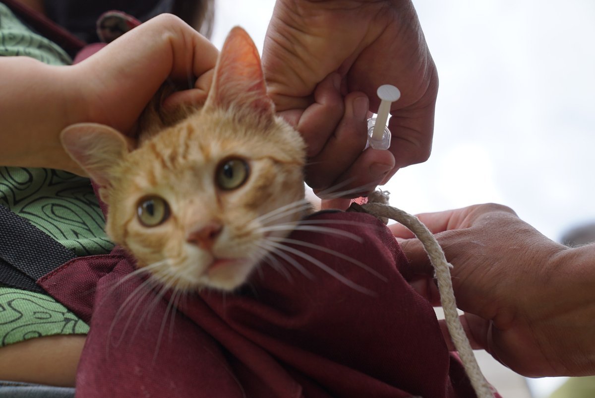 Mor&oacute;n desarrollar&aacute; diversas acciones destinadas a la salud animal.