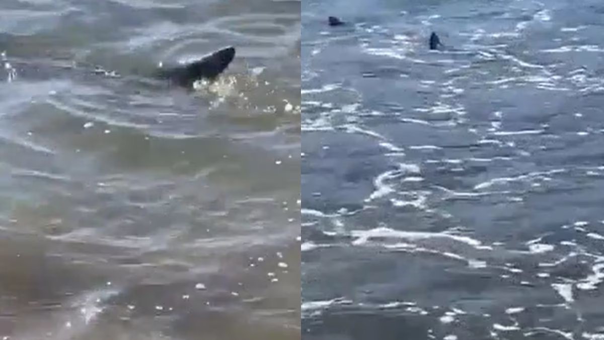 Video del tibur&oacute;n que sorprendi&oacute; en una playa de Mar del Plata. Foto: Captura.