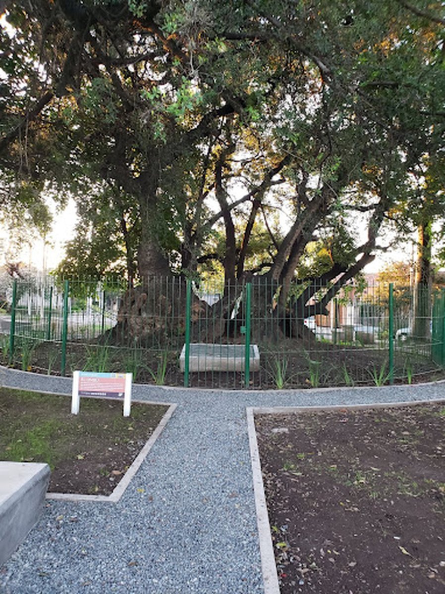 El &uacute;nico testigo vivo de la Batalla de Caseros est&aacute; en Ciudad Jard&iacute;n.
