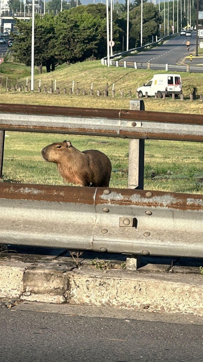 No solo en Nordelta, apareci&oacute; un carpincho en el Oeste.